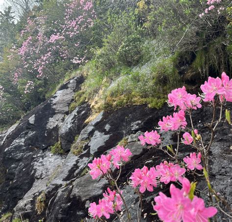 Blue Ridge Ecosystems - from the Ice Age to the Present - The North