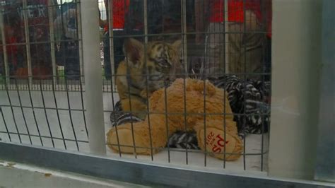 He’s back: Obie the mascot makes appearance at Massillon’s opening game ...