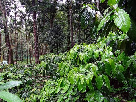 Agroforestri Gabungan Pertanian Dan Kehutanan Dalam Pemanfaatan Lahan