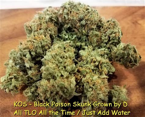 Black Poison Skunk - Strain Information - CannaConnection