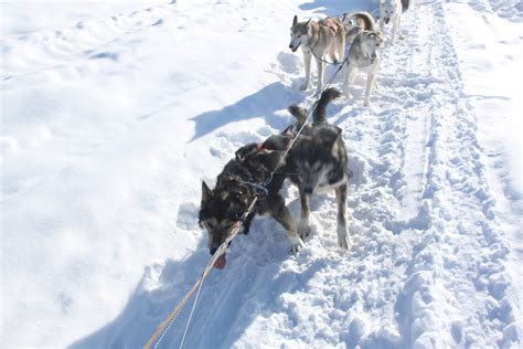 Dog Mushing in Fairbanks (March 2014)