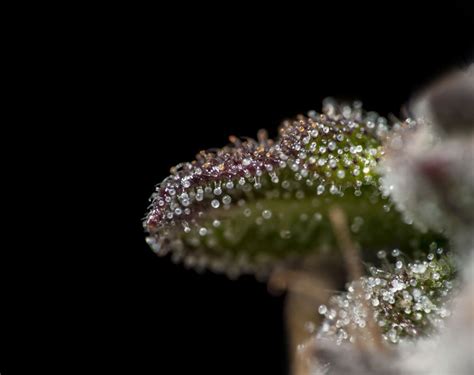 Harvesting, Drying and Storing Outdoor Cannabis