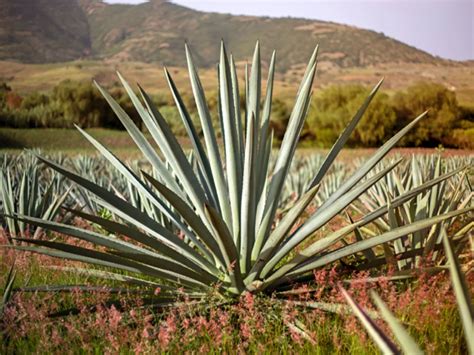 La leyenda del agave y su historia en México México Desconocido