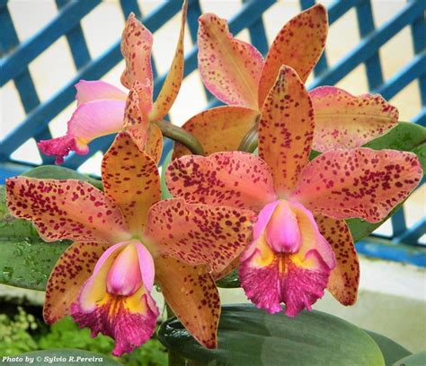 Blc Waianae Leopard X Cattleya Aclandiae A Photo On Flickriver