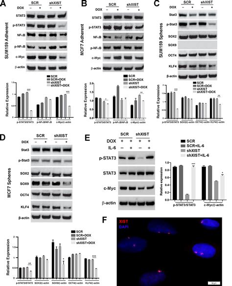 Aberrant Xist Expression Promotes Il 6stat3 Signaling And Expression