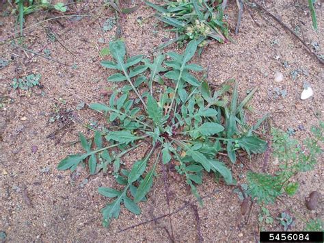 Spotted Knapweed Centaurea Stoebe Weedwise Program