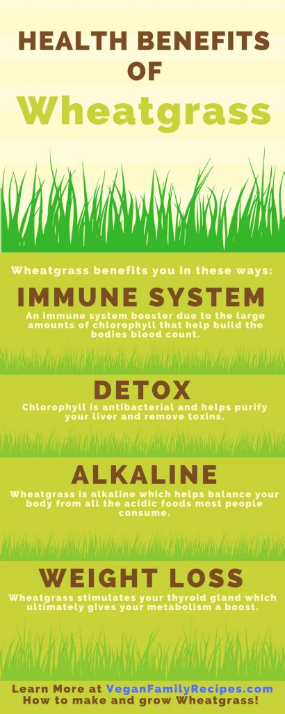 Wheatgrass Health Benefits Infographic Learn All About The Health