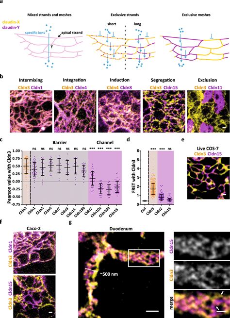 Claudins Form Characteristic Copolymers Including Segregation Of