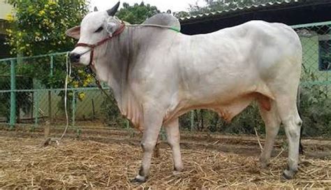 5 Most Famous Cow Breeds Found in India - lifeberrys.com