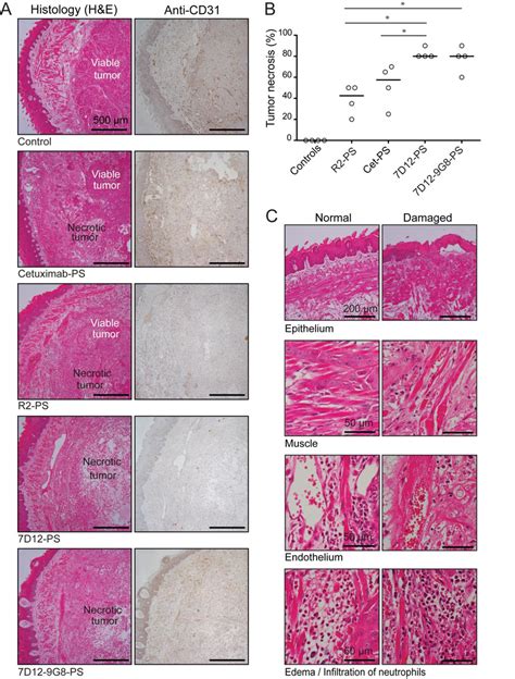 In Vivo Tumor Specific Phototoxicity Of Nanobody Ps Conjugates A Download Scientific Diagram