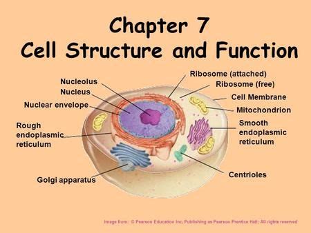 What is an Organelle