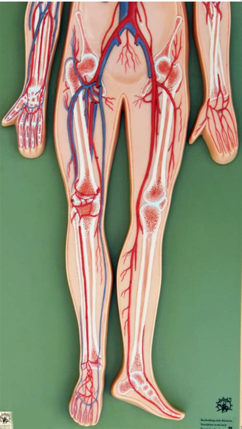 Arteries And Veins Thighs And Legs Diagram Quizlet