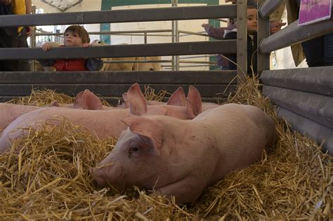 Le Puy En Velay La Ferme Sinvite En Ville Et Les Paysans Vont Au