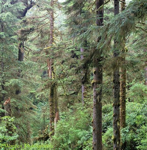 Temperate rainforest photo WP01909