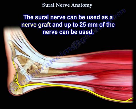 Sural Nerve Anatomy Everything You Need To Know Dr Nabil Ebraheim Nerve Anatomy Nerve