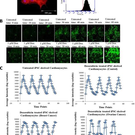 A Expression of cardiac marker cardiac troponin (green-cTnT) in ...