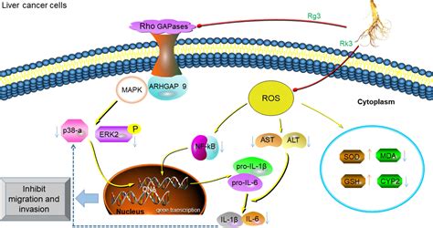 The Anticancer Activity And Mechanisms Of Ginsenosides An Updated