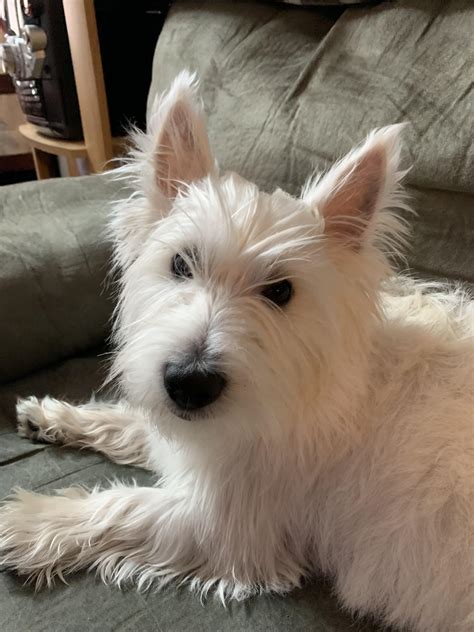 West Highland Terrier Haircut What Hairstyle Is Best For Me