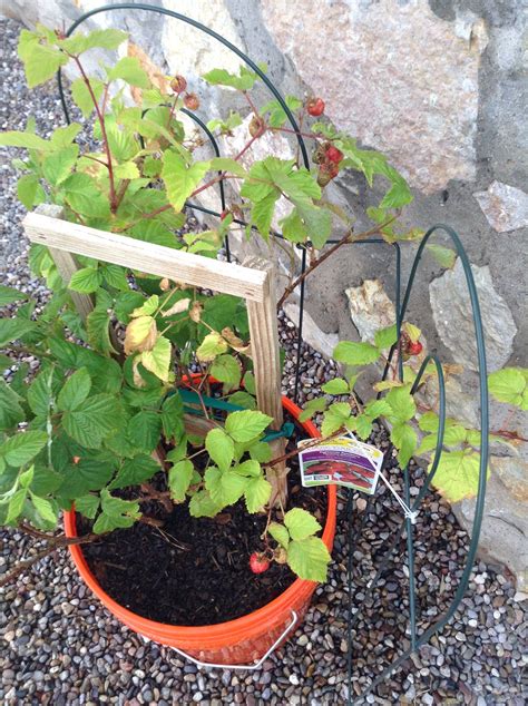 Raspberry 20May | Gardening raspberries, Container gardening, Garden