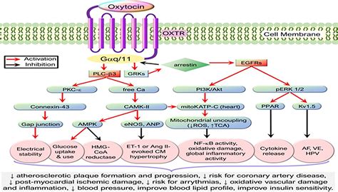 Frontiers Oxytocin And Related Peptide Hormones Candidate Anti