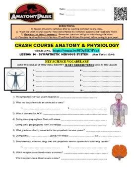 Crash Course Anatomy Physiology 14 Sympathetic Nervous System