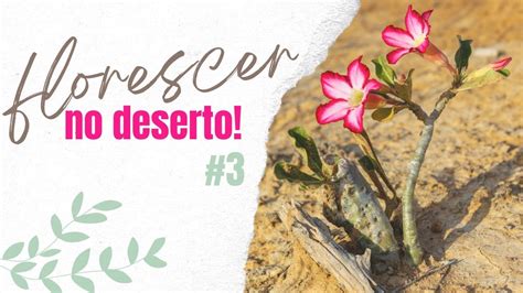 Florescer No Deserto Youtube