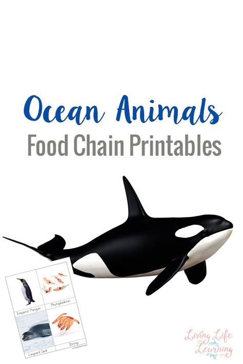 an orca whale with the words ocean animals food chain printables on it