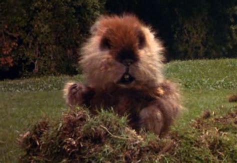 39 Best Caddyshack Images On Pinterest Cinema Movie And Bill Murray