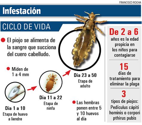 Fichas Educativas Ficha Pediculosis