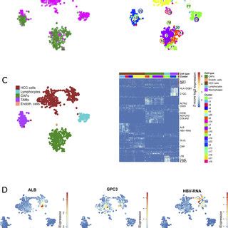 Single Cell RNA Sequencing Of Well And Moderately Differentiated HCC