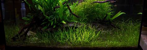 The Aquarium plant starters guide - Aquariumkid