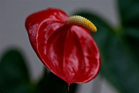 Anthurium Fiore Impianto Foglia Di Foto Gratis Su Pixabay