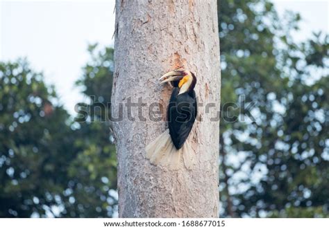 1,715 Wreathed Hornbill Stock Photos, Images & Photography | Shutterstock