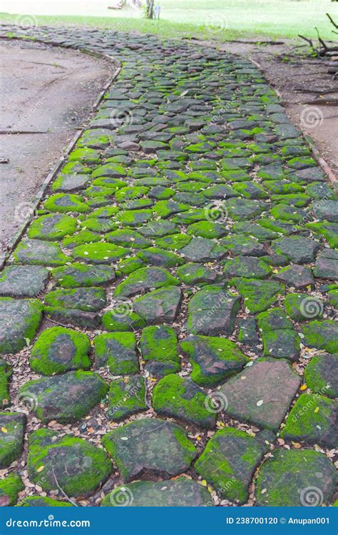 Musgo Verde No Caminho Da Velha Pedra Foto De Stock Imagem De Mola