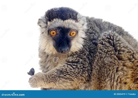 lemur monkey stock image image  animal maki white