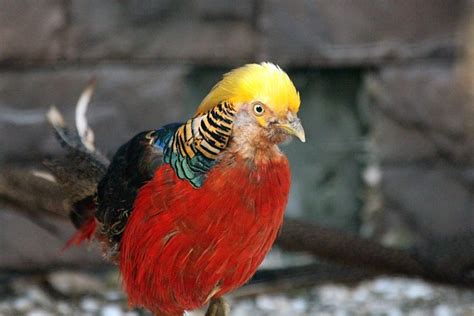 600 Gambar Kalij Pheasant And Alam Gratis Pixabay