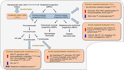 Overview Of Hematopoiesis And Transformation Hematopoietic Stem Cells