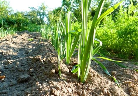 Leek varieties: overview, characteristics and useful properties – Healthy Food Near Me