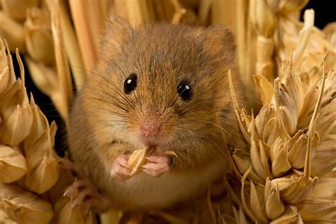 "Harvest mouse eating corn" Posters by neilborman | Redbubble