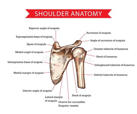 Shoulder Anatomy Sketch, Scapula and Humerus Bone Stock Vector ...