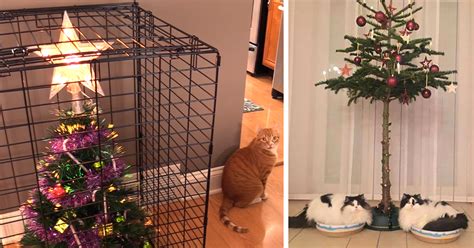 Tips For How To Decorate For Christmas With Cats Pet Friendly Decor Ideas