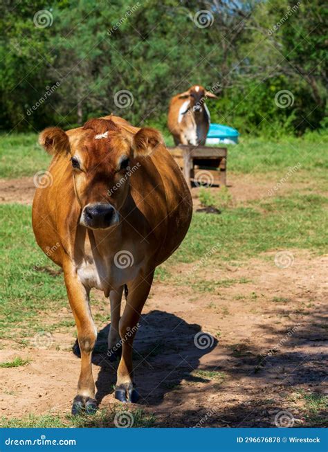 A Brown Cow Is Walking Across A Dirt Path In The Grass Stock Photo