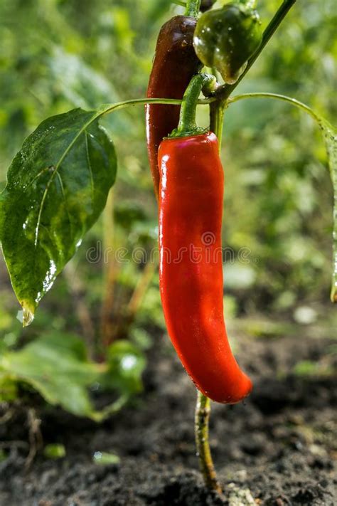 Crescendo O Capsicum Das Pimentas Vermelhas No Jardim Vegetal Imagem De