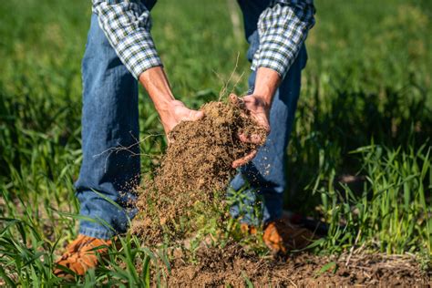 Agriculture biologique Quelles spécificités pour la culture et l