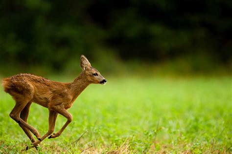 Eventi Bosco WWF Di Vanzago