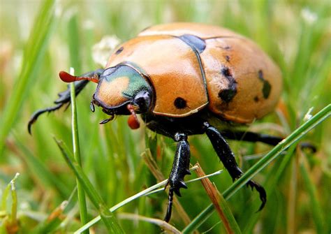 Bug In Grass Photograph By Amanda Struz Fine Art America