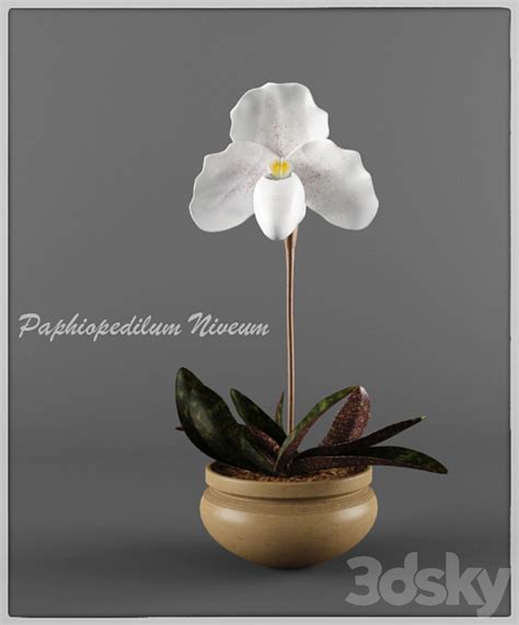 Paphiopedilum Niveum Indoor D Model