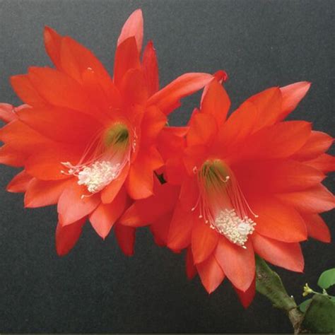 Epiphyllum Ackermannii