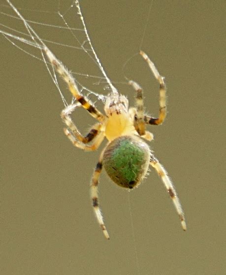 Green And Tan Orb Weaver Eriophora Ravilla Bugguide Net