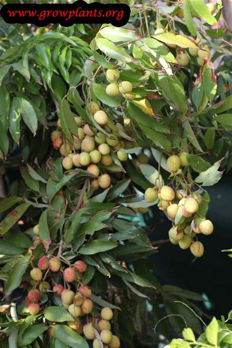 Lychee Tree How To Grow And Care